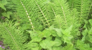 Atkuyruğu (Equisetum Arvense)