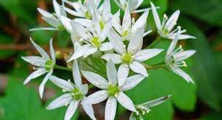 Ayı Sarımsağı (Allium Ursinum) Yabani Sarımsak