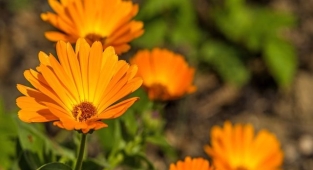 Aynısafa (Calendula officinalis) Aynısefa