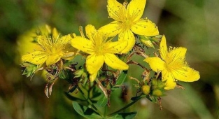 Binbirdelik Otu ( Hypericum perforatum L .) Sarı Kantaron