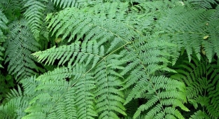 Çıban Otu (Veronica Officinalis)