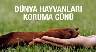 Dünya Hayvanları Koruma Günü
