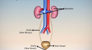 Boşaltım Sistemi Nedir