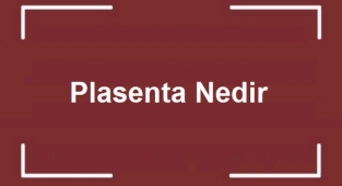 Plasenta Nedir